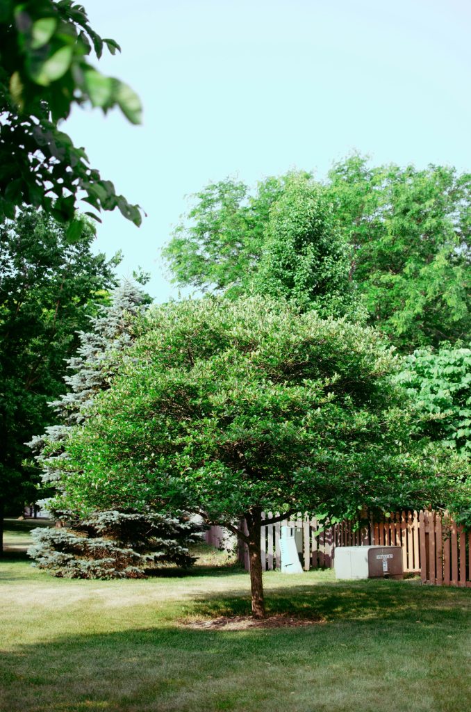ein Baum in einem Garten neben einem Zaun